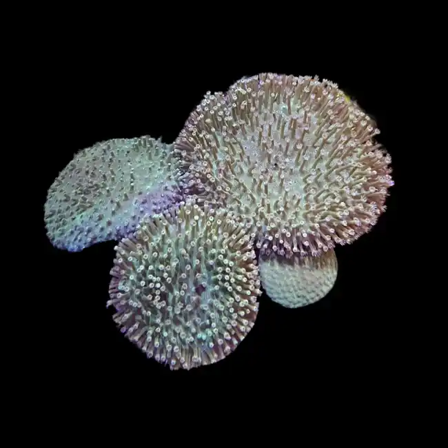 Green Toadstool Leather Coral - SAQ Coral Farm