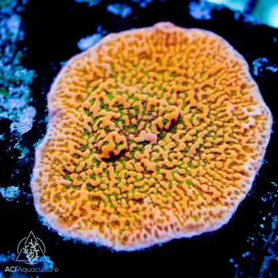 ACI Cultured Tropicana Montipora (3/4" - 1") - SAQ Coral Farm