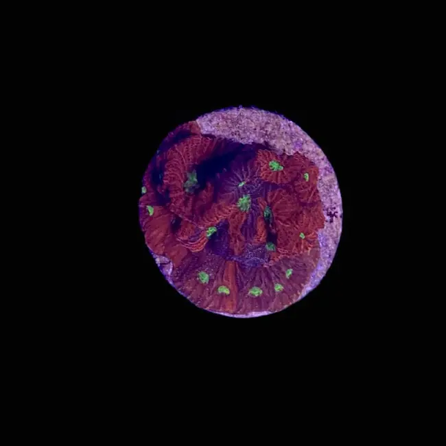 War Favia Coral (3/4" - 1") - SAQ Coral Farm