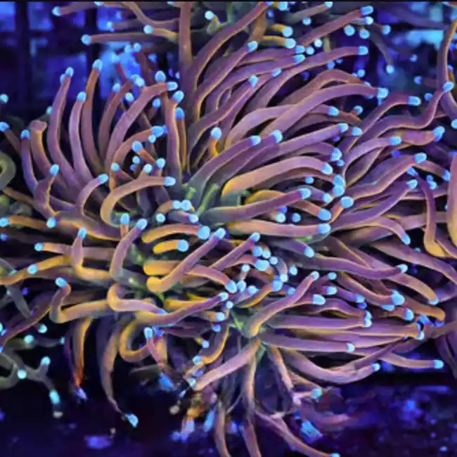 Dragon Tamer Torch Coral - SAQ Coral Farm
