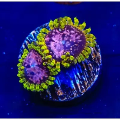 TSA Purple Monster Zoanthids - SAQ Coral Farm
