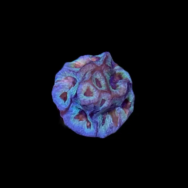 Blue Steel Favia Coral (3/4" - 1") - SAQ Coral Farm