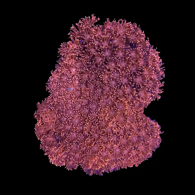 Ultra Red Goniopora Coral (3/4" - 1") - SAQ Coral Farm