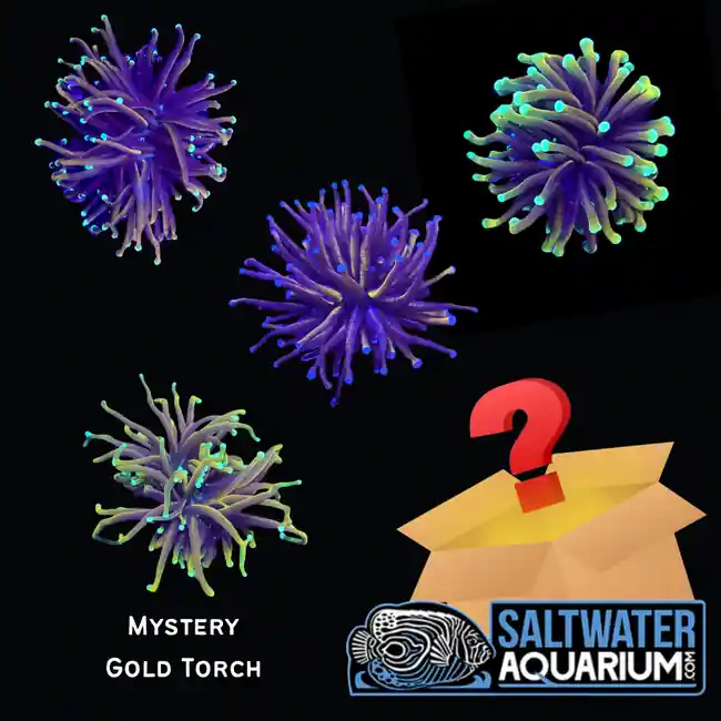 (Three Pack) Mystery Gold Torch (3/4" - 2") 1-2 Heads - SAQ Coral Farm