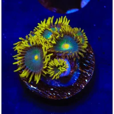 TSA Green Bay Packers Zoanthids - SAQ Coral Farm