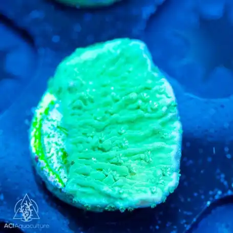 ACI Cultured Green Cap Montipora Capricorn (3/4" - 1") - SAQ Coral Farm