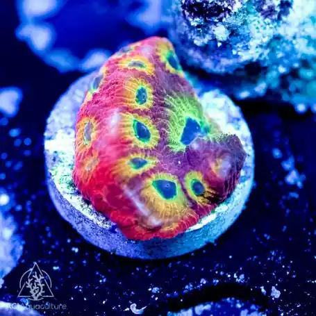 ACI Cultured Fireworks Favites Coral (3/4" - 1") - SAQ Coral Farm