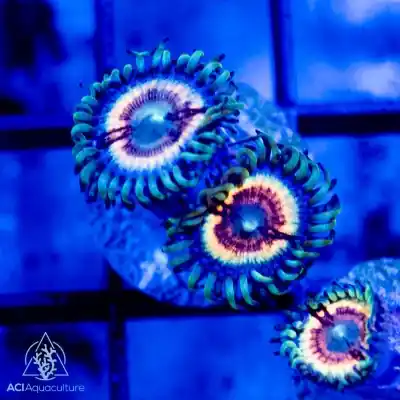 ACI Cultured Petroglyph Zoanthids - SAQ Coral Farm