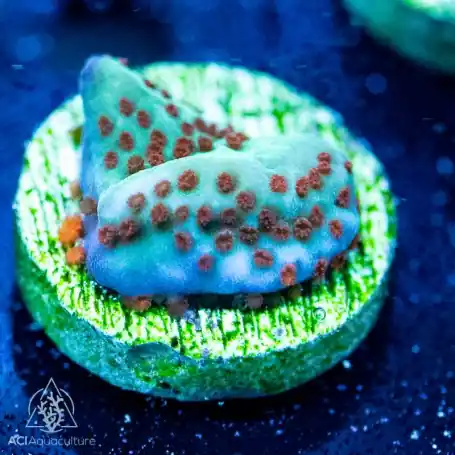 ACI Cultured Jedi Mind Trick Montipora (3/4" - 1") - SAQ Coral Farm
