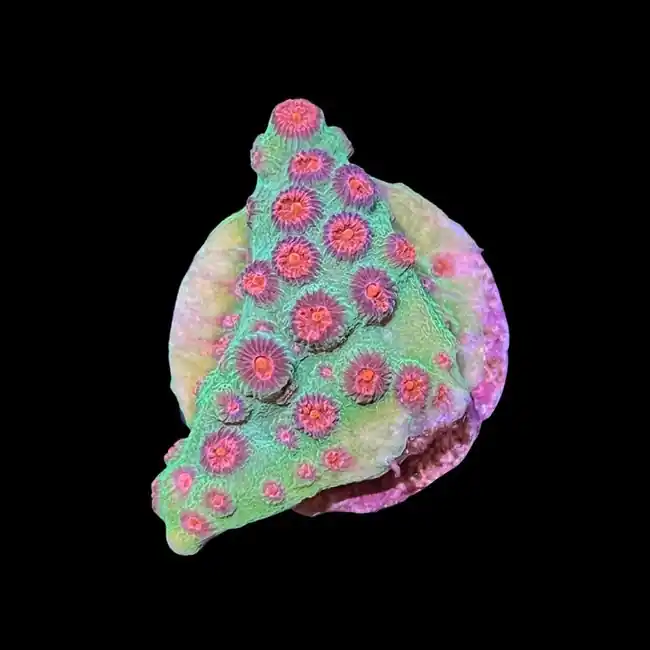 Jingle Bells Cyphastrea (3/4" - 1") - SAQ Coral Farm