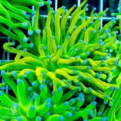 Holy Grail Torch Coral - SAQ Coral Farm