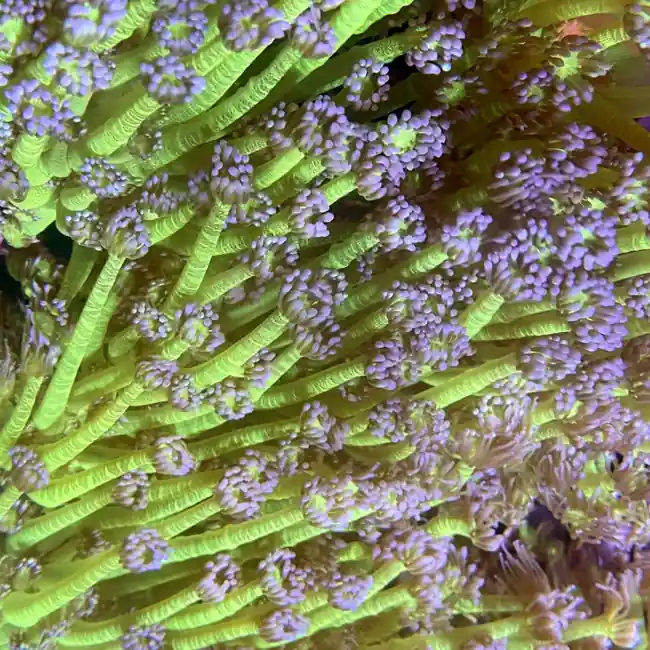 Ultra Purple Tip Goniopora Coral (3/4" - 1.5") - SAQ Coral Farm