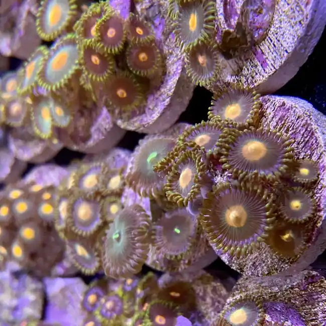 Gold Dot-Green Rim Zoanthids - SAQ Coral Farm