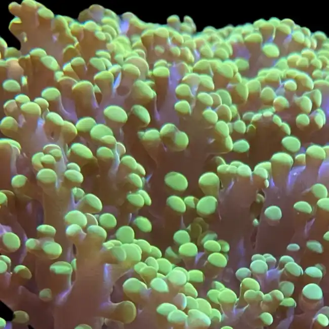 Green Tip Frogspawn Coral (3/4" - 1") - SAQ Coral Farm