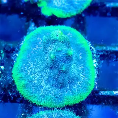 ACI Cultured Poison Berry Psammocora (3/4" - 1") - SAQ Coral Farm