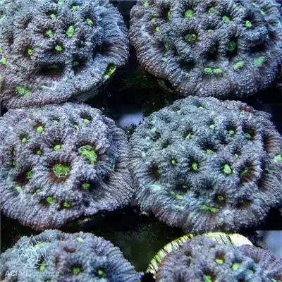 ACI Cultured Silver Surfer War Coral (3/4" - 1") - SAQ Coral Farm