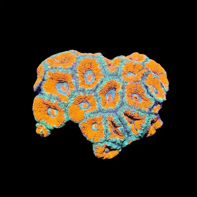 Orange Juice Micromussa - SAQ Coral Farm