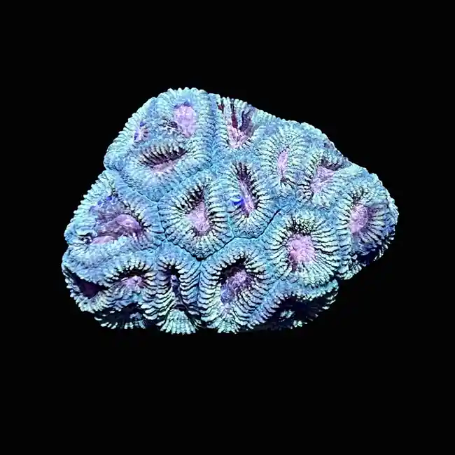 Cotton Candy Favia Coral (3/4" - 1") - SAQ Coral Farm