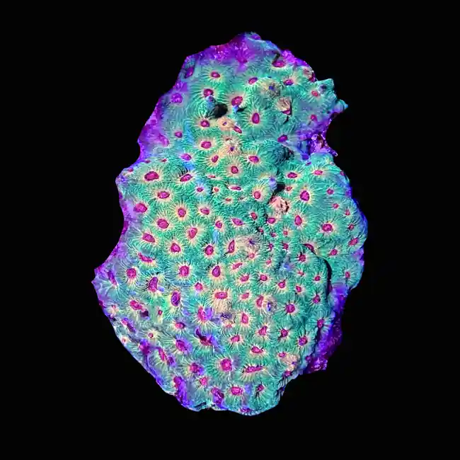 Fascination Favia Coral (3/4" - 1") - SAQ Coral Farm