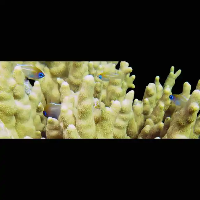 Blue Eyed Cardinalfish (Zoramia Leptacantha) - SAQ Chicago Fish