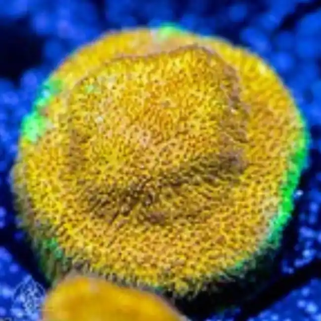 ACI Cultured Watermelon Psammocora (3/4" - 1") - SAQ Coral Farm