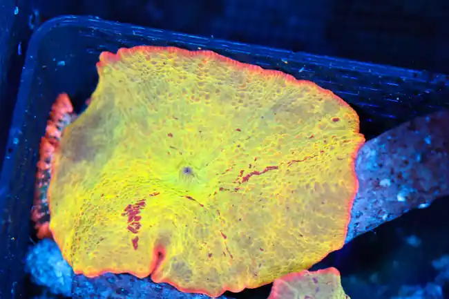 Jawbreaker Discosoma Mushroom WYSIWYG AA4 - SAQ Coral Farm