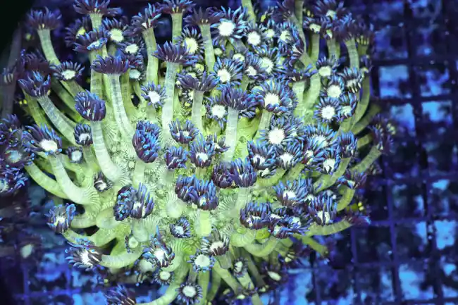 Blue Tip Green Goniopora Coral Colony WYSIWYG - SAQ Coral Farm