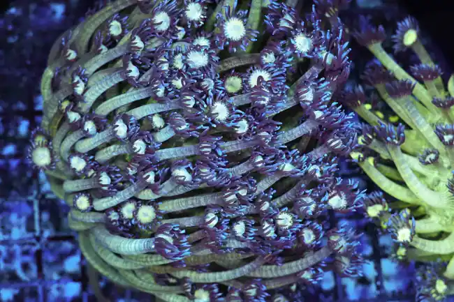 Green And Purple Tip Goniopora Colony WYSIWYG A1 - SAQ Coral Farm