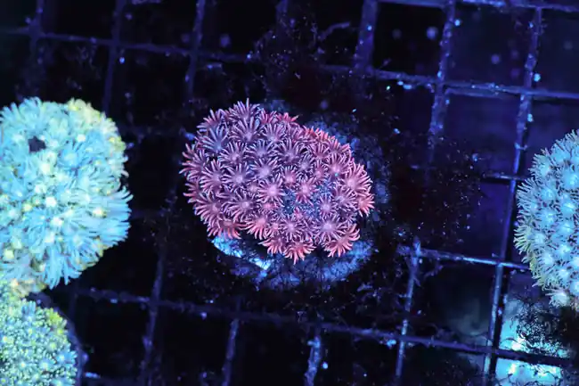 Red And Blue Goniopora Coral WYSIWYG - SAQ Coral Farm