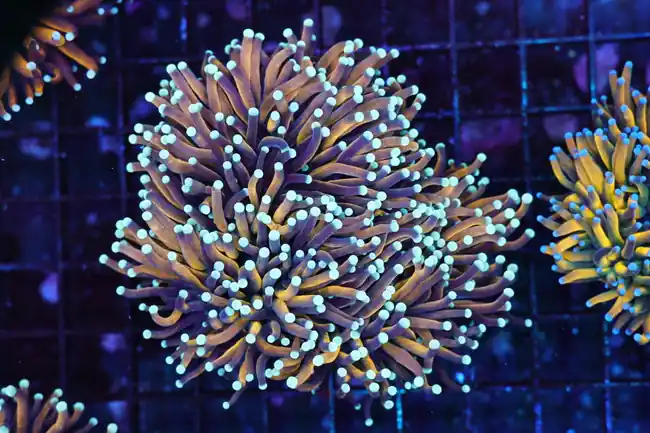 Blue And Gold Torch Colony 3+ Heads WYSIWYG - SAQ Coral Farm