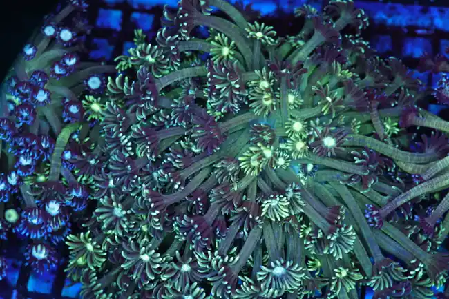 Vibrant Green Goniopora Colony WYSIWYG AA1 - SAQ Coral Farm