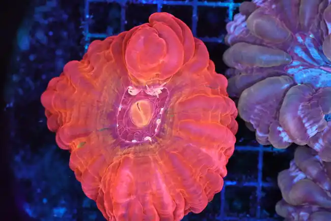 Jet Stream Cynarina Coral WYSIWYG - SAQ Coral Farm
