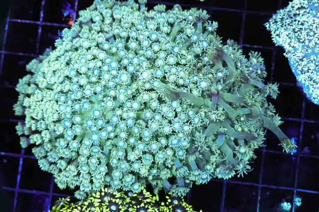 Teal Goniopora Coral Colony WYSIWYG - SAQ Coral Farm