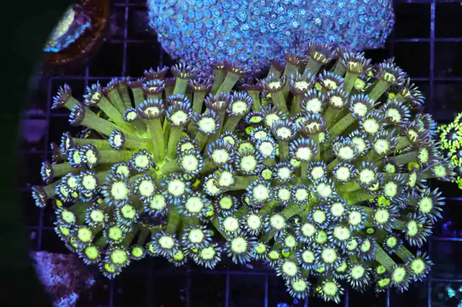 Neon Green Goniopora Coral Colony WYSIWYG - SAQ Coral Farm
