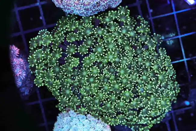 Lime Juice Goniopora Coral Colony WYSIWYG - SAQ Coral Farm