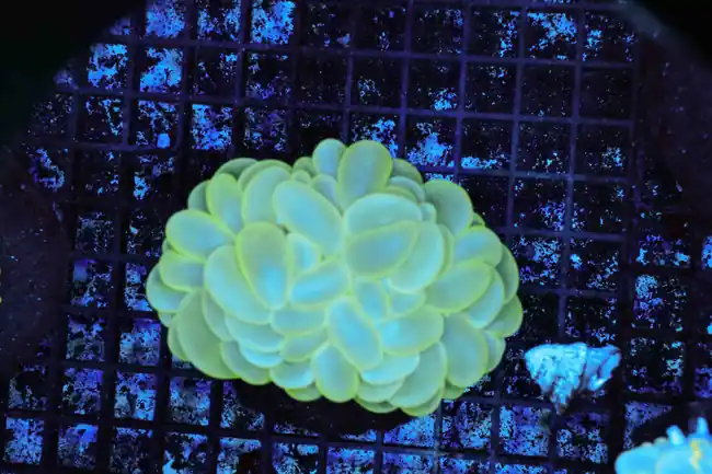 Neon Green Bubble Coral Colony WYSIWYG C4 - SAQ Coral Farm