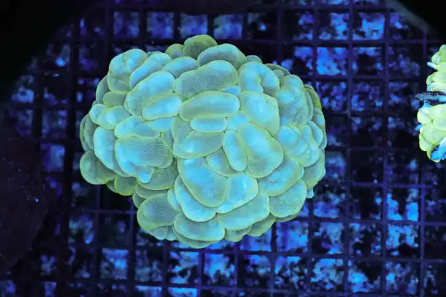 Neon Green Bubble Coral Colony WYSIWYG C3 - SAQ Coral Farm