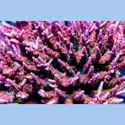 ACI Cultured Vivid Confetti Acropora Coral - SAQ Coral Farm