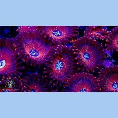 ACI Wizards Zoanthids - SAQ Coral Farm