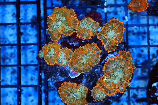 Blue Orange Rhodactis Mushroom Rock WYSIWYG A3 - SAQ Coral Farm