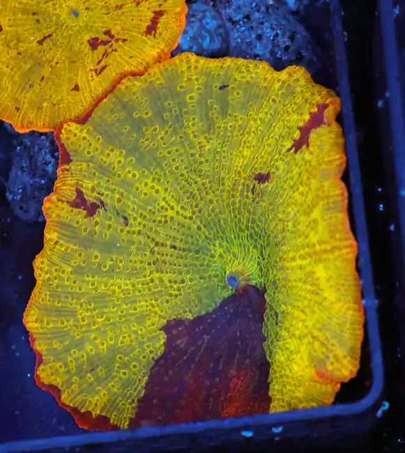 Jawbreaker Discosoma Mushroom WYSIWYG B11 - SAQ Coral Farm