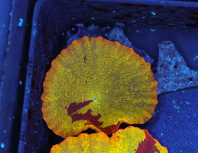Jawbreaker Discosoma Mushroom WYSIWYG B1 - SAQ Coral Farm