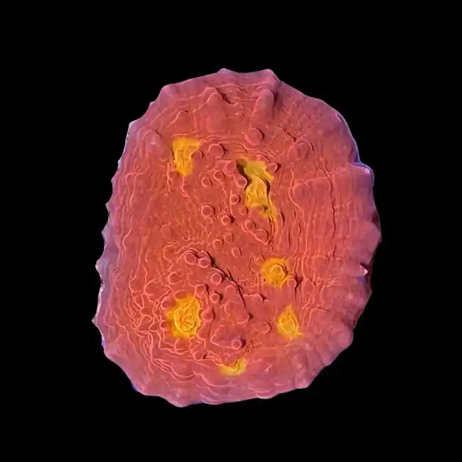 Iron Man Chalice Coral - SAQ Coral Farm