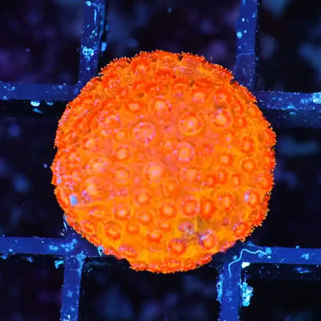 Solar Flare Cyphastrea (3/4" - 1") - SAQ Coral Farm