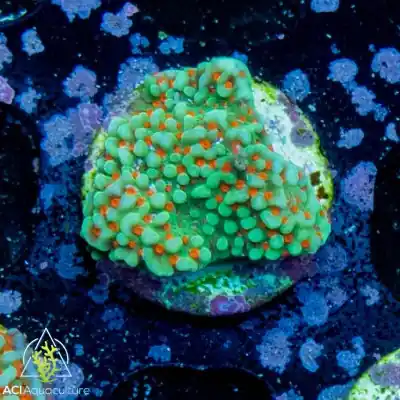 ACI Cultured Grinch Montipora (3/4" - 1") - SAQ Coral Farm