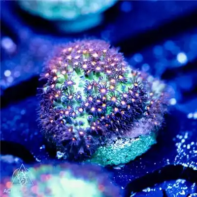 ACI Cultured Green Goblin Stylocoeniella Coral (3/4" - 1") - SAQ Coral Farm