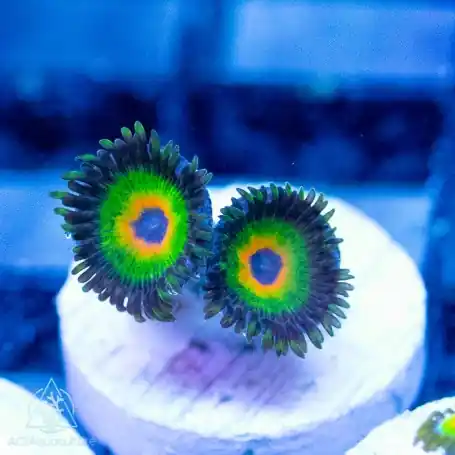 ACI Cultured Rastas Zoanthids - SAQ Coral Farm