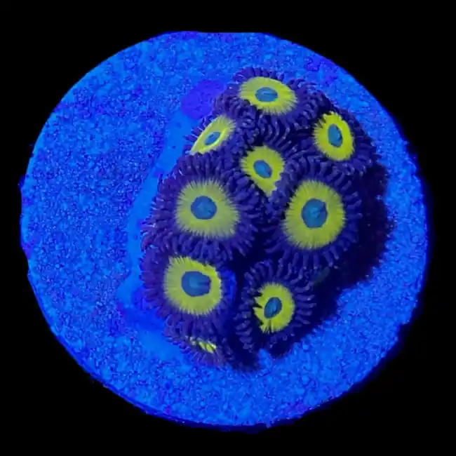 Yellow Submarine Zoanthids - SAQ Coral Farm