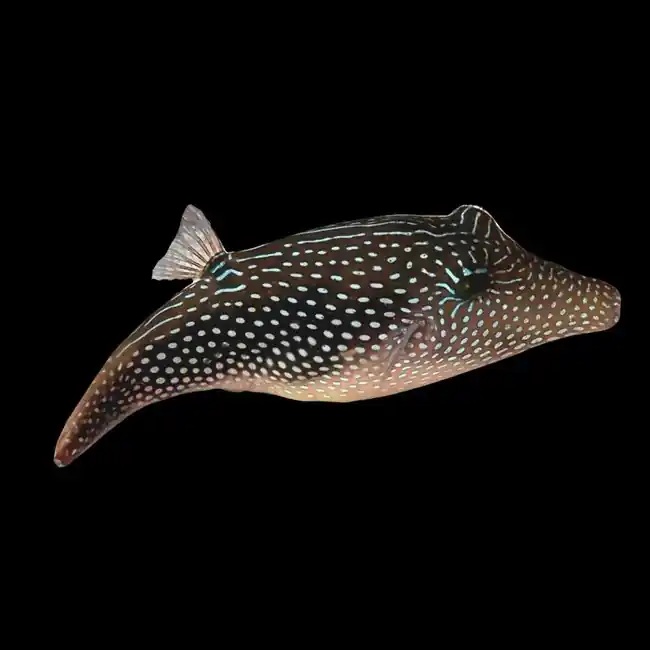 Sharpnose Puffer (Canthigaster margaritata) - SAQ Chicago Fish