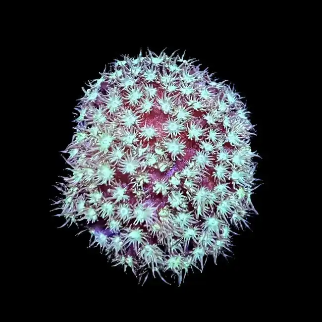 Grape-Mint Bernardpora Coral (3/4" - 1") - SAQ Coral Farm